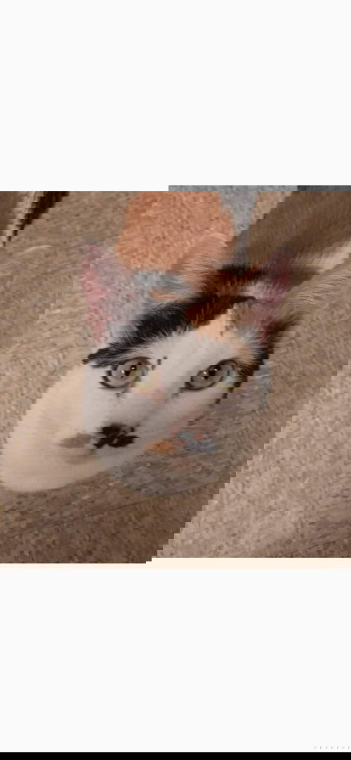 Miss Kitty