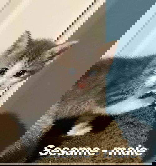 Sesame