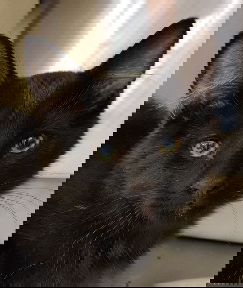 Boo