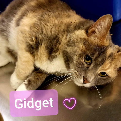 Gidget