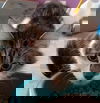Tygre