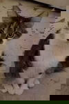 Tygre