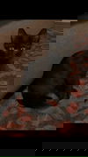 Ash