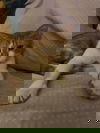 Tripp