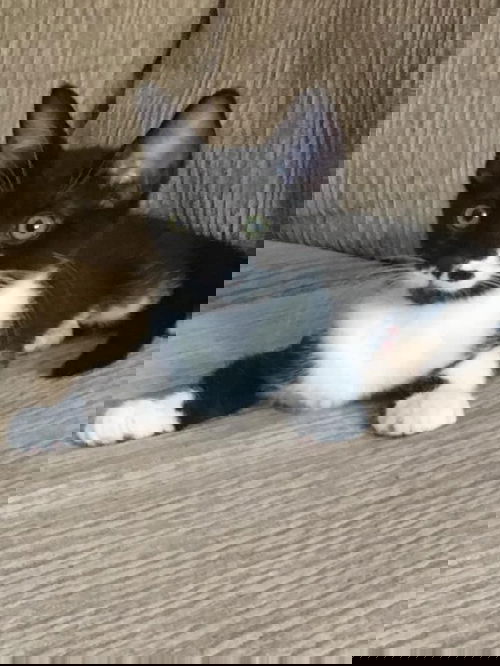 Tux
