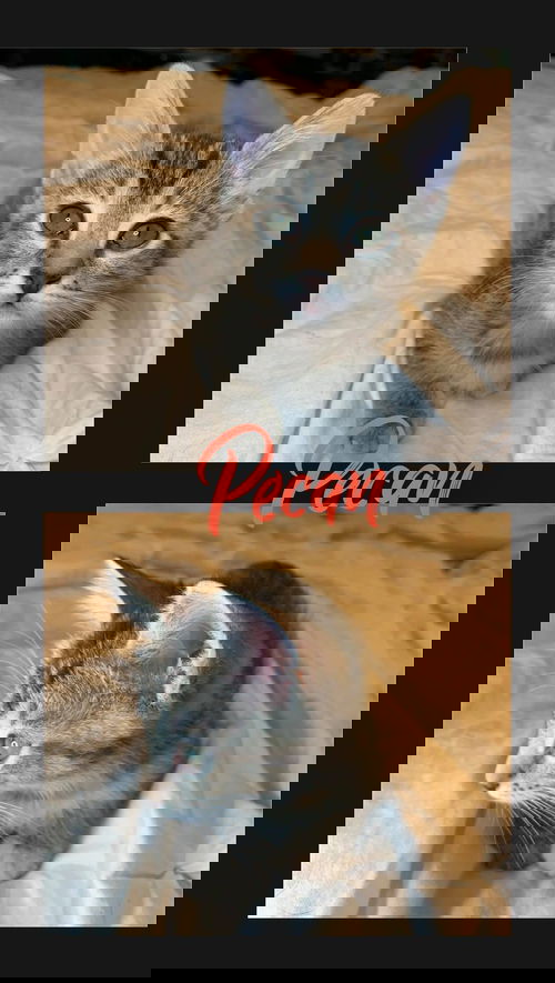 Pecan