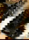 Gomez