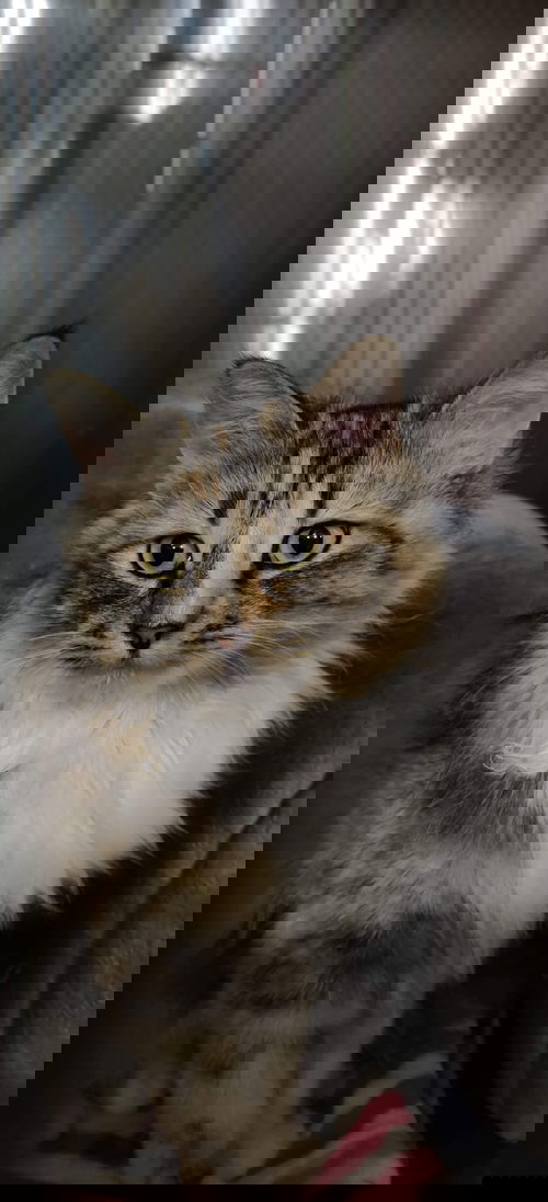 Mona