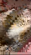 Mona