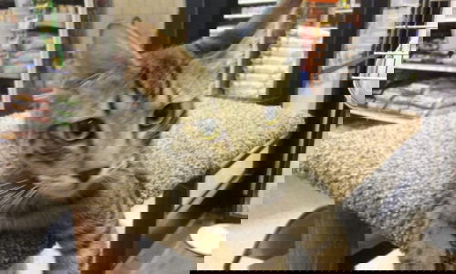 Al