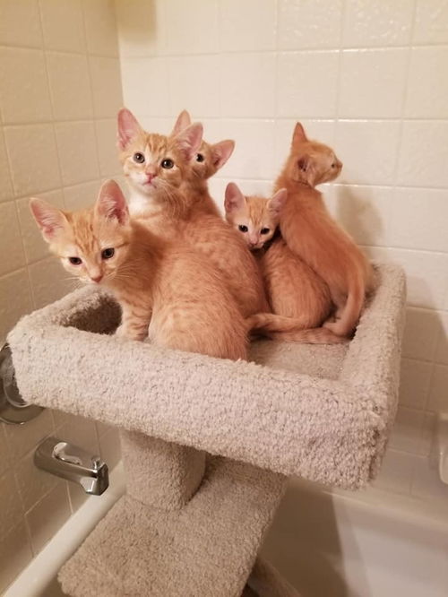 Orange litter