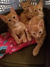 Orange litter