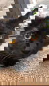 Tyson