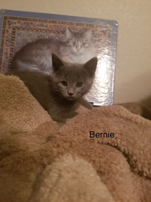 Bernie