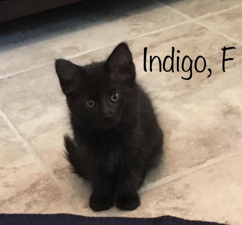 Indigo