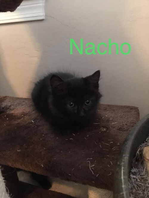 Nacho