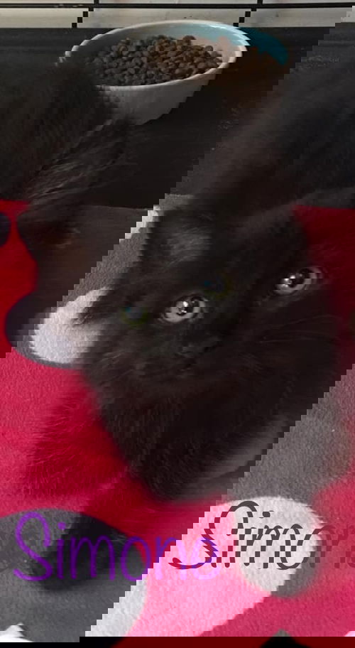 Simone