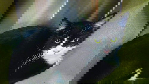 Atticus