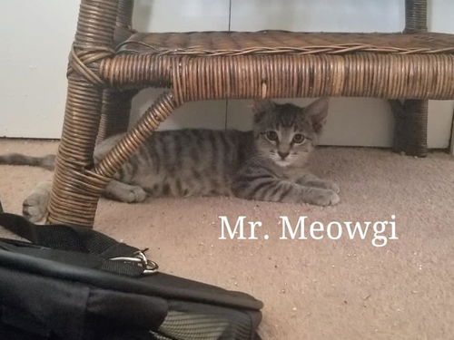 Mr. Meowgi