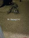 Mr. Meowgi