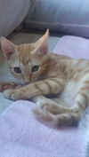 Murphy