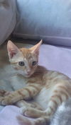 Murphy