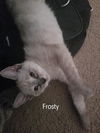 Frosty