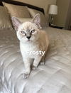 Frosty