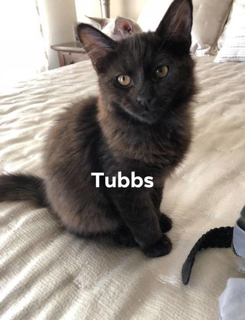 Tubbs