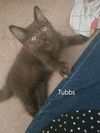 Tubbs