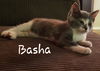 Basha