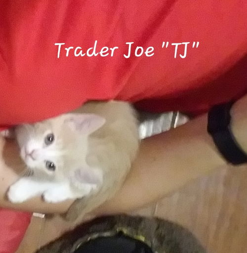 Trader Joe 