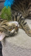 TopCat