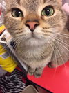 Mimi