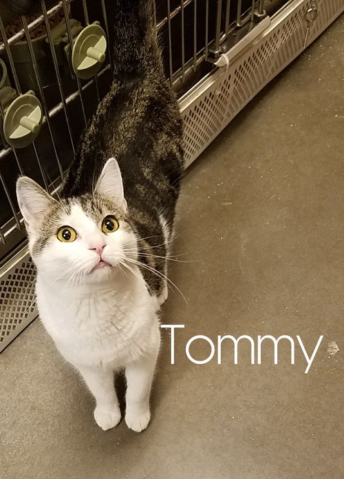 Tommy