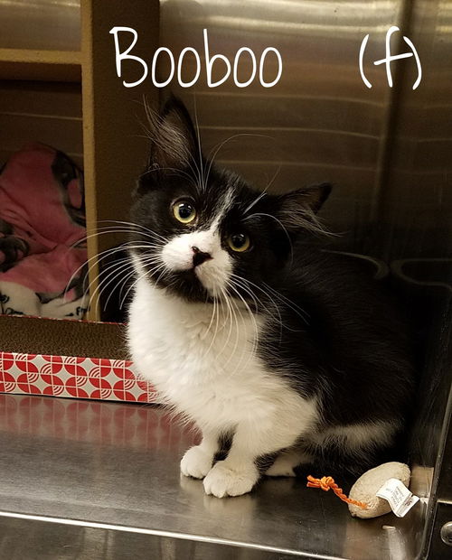 Booboo
