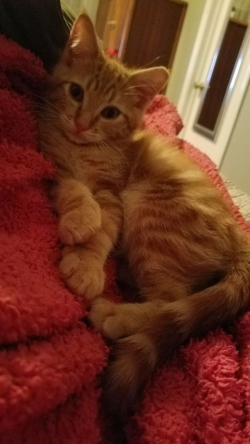 Murphy