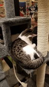 Micki