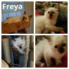 Freya (blue eyes)