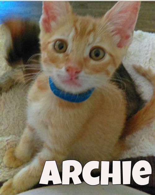 Archie