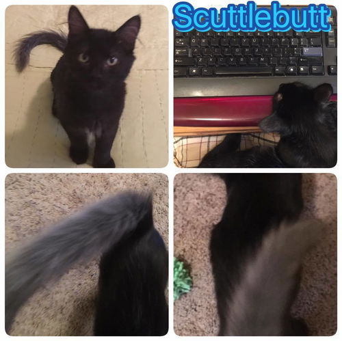 Scuttlebutt (grey tail)