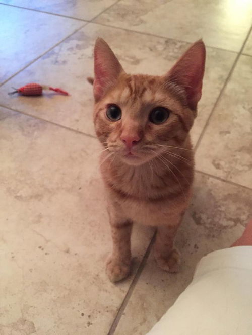 Louie
