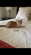 Louie