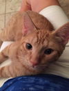 Louie