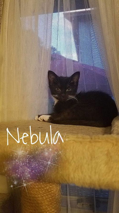 Nebula