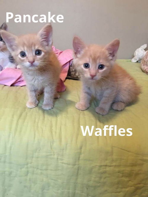 Waffles