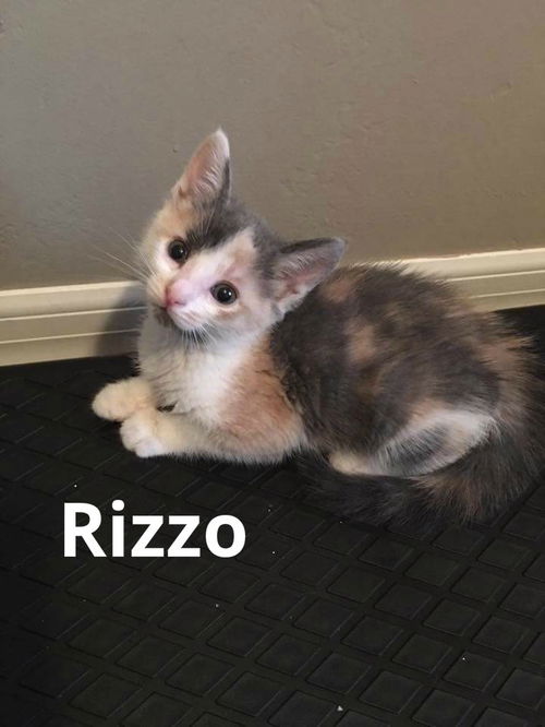 Rizzo