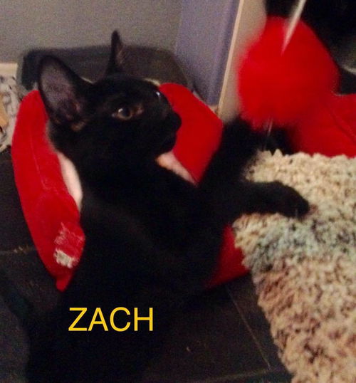 Zach