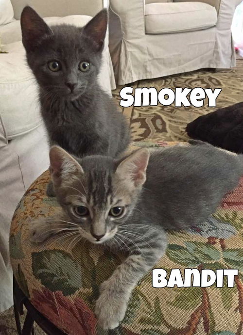 Bandit