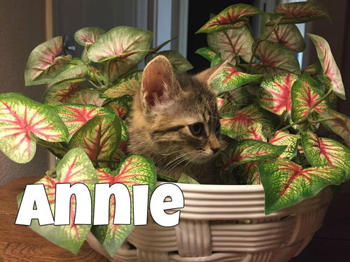 Annie